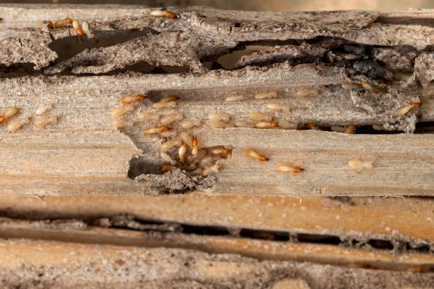 Best Pest Control Near Me  in Wakefield, MI